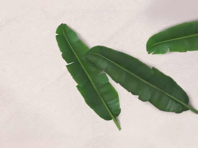 Abaca Leaf