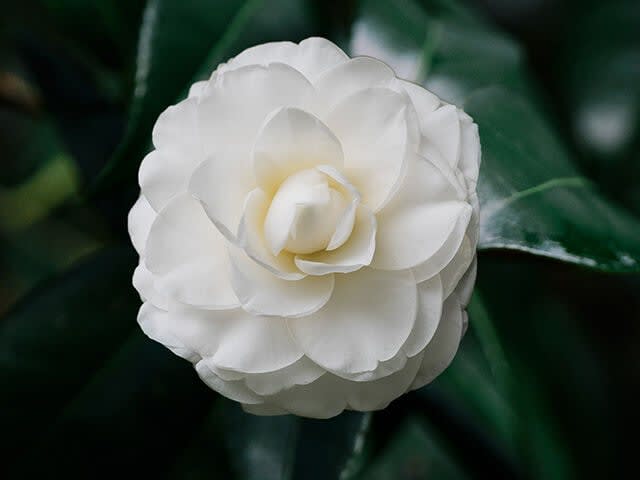 Camellia