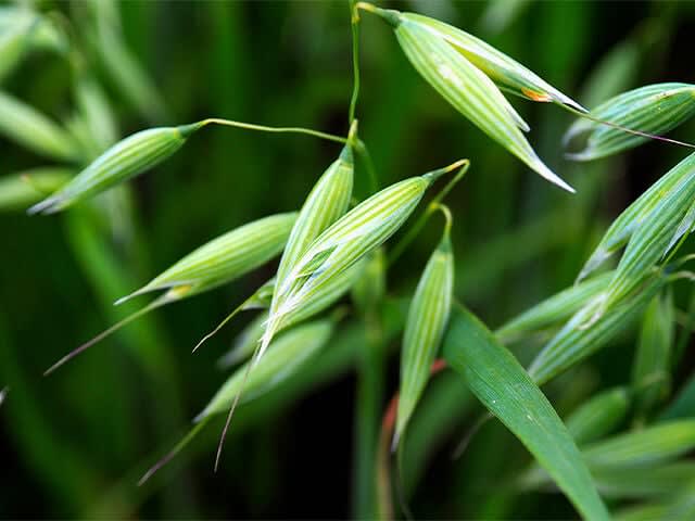 Colloidal Oatmeal