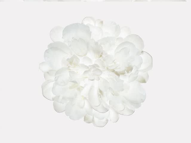 Peony