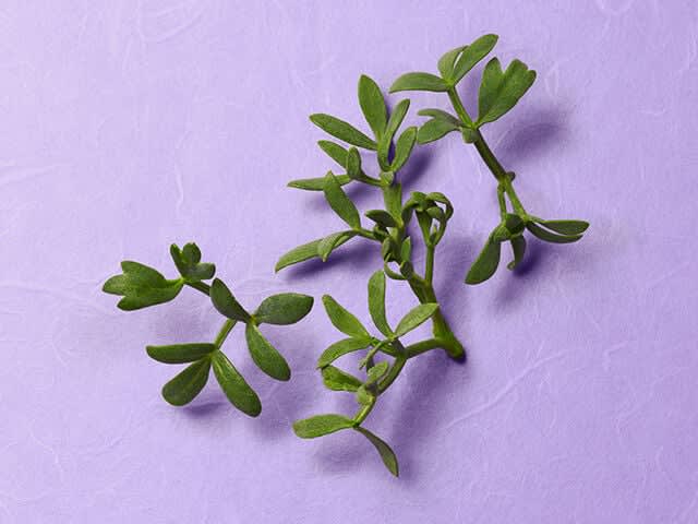 Sea Fennel