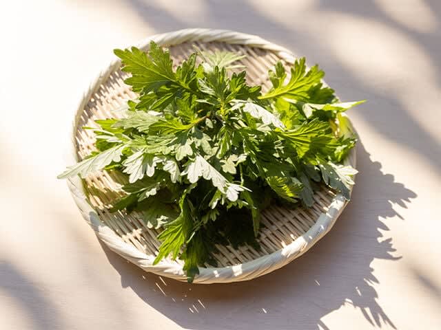 Japanese Mugwort