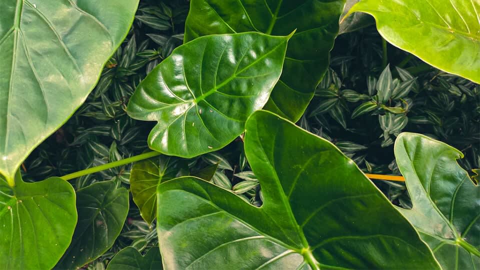 Heartleaves