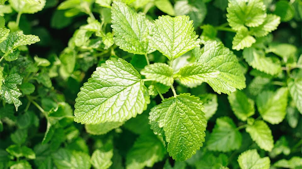 Japanese Lemon Balm