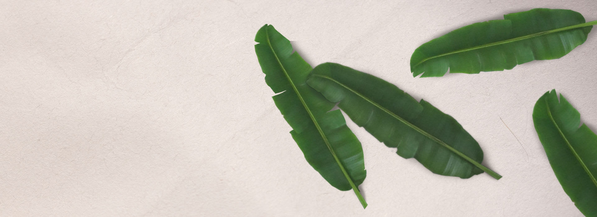 Abaca Leaf