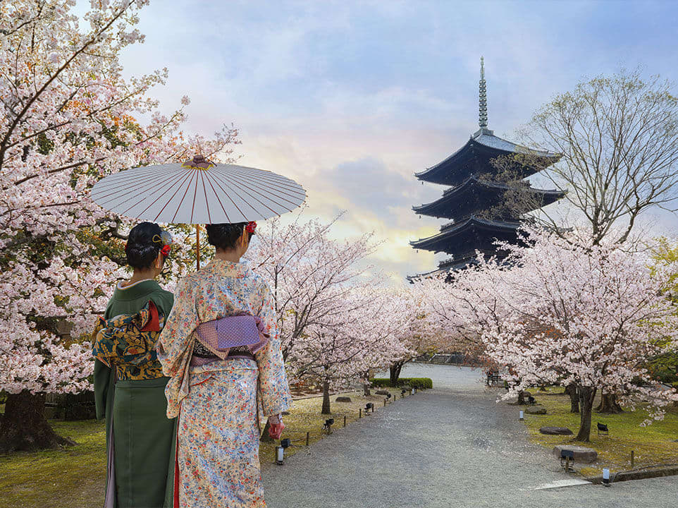 Two geisha walking through a cherry blossom garden.