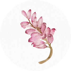 illustration of shell ginger