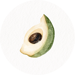 illustration of noni fruit