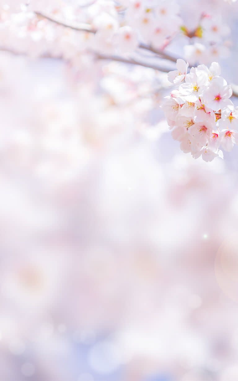 Cherry Blossoms