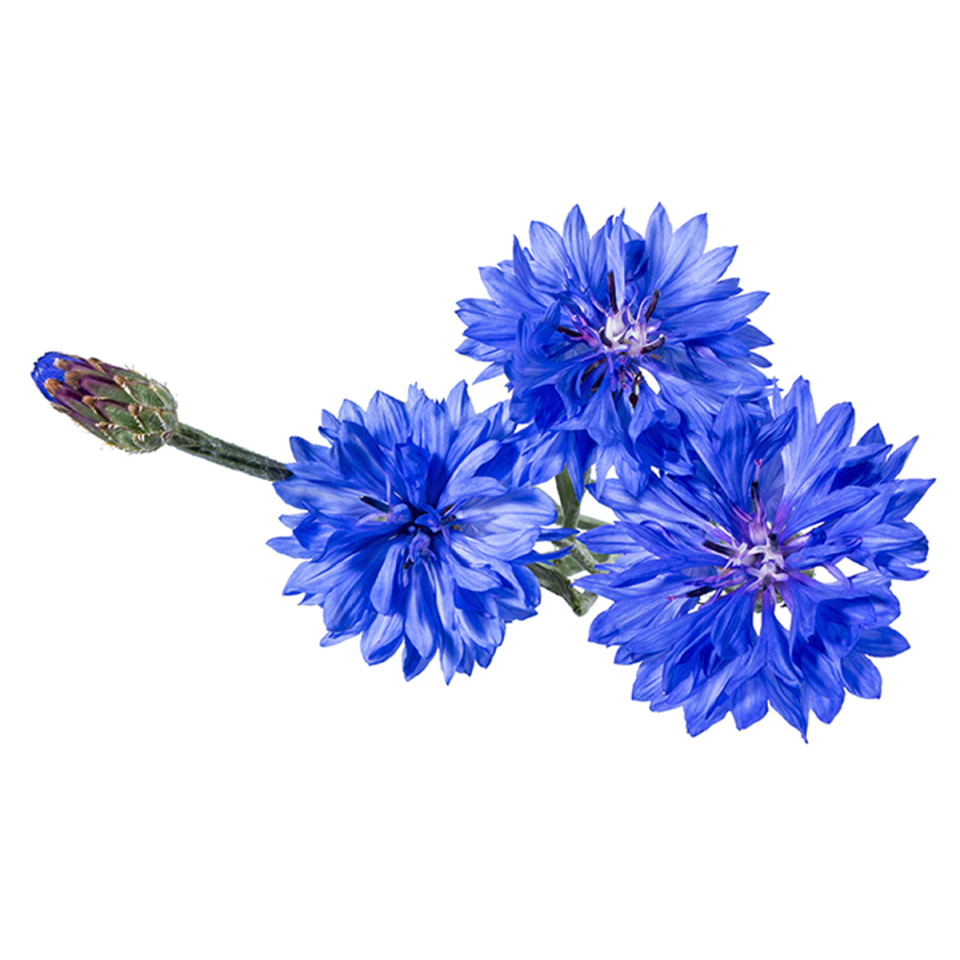 Cornflower extract (Yagurumagiku)