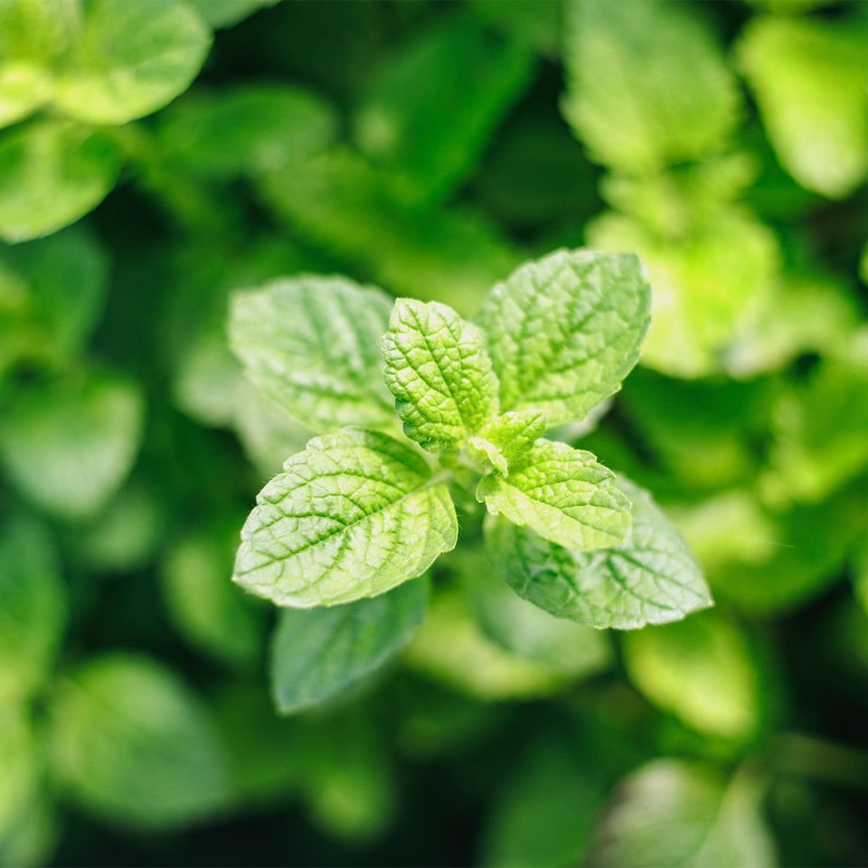 Lemon Balm & Artichoke Leaf Extracts