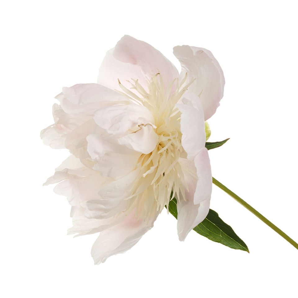 Peony + Honeysuckle Extracts