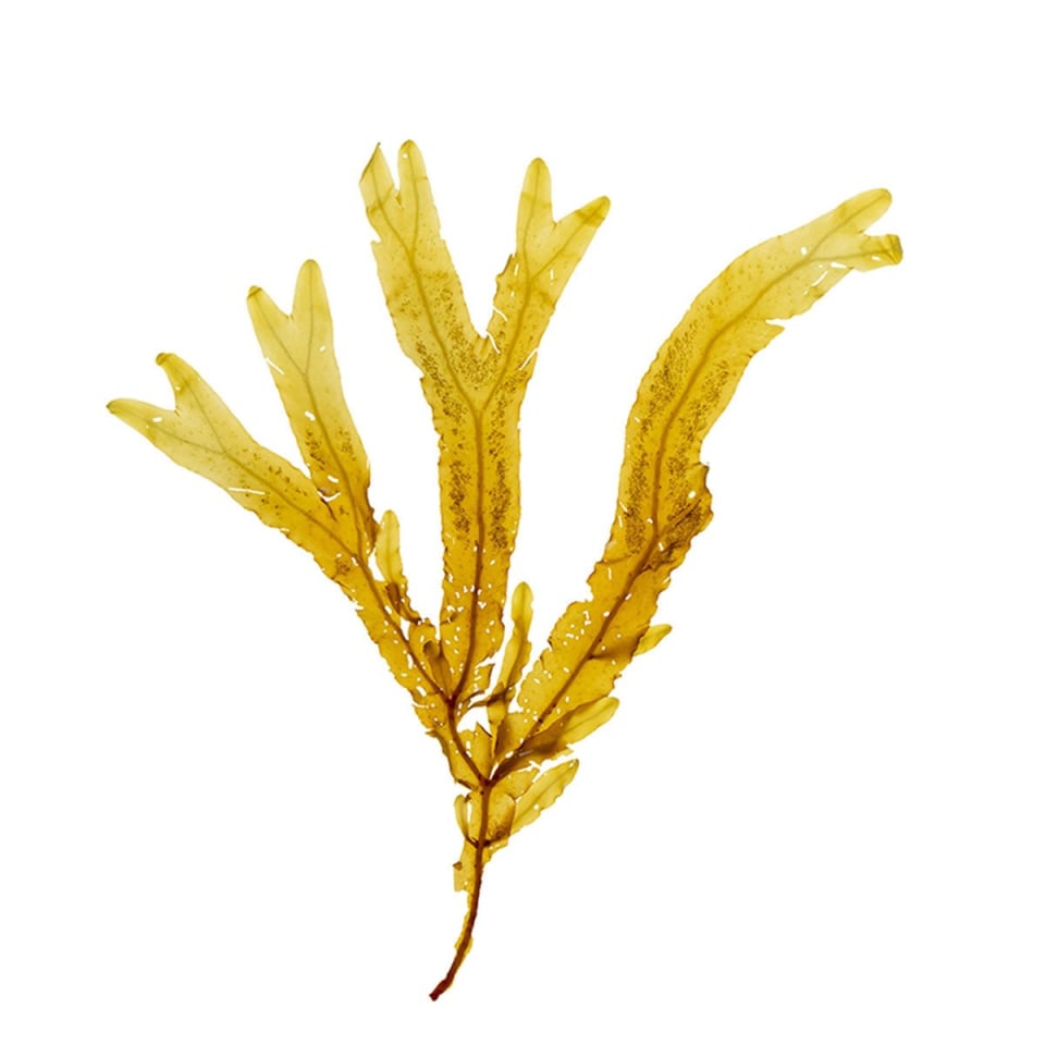 Sea Fern