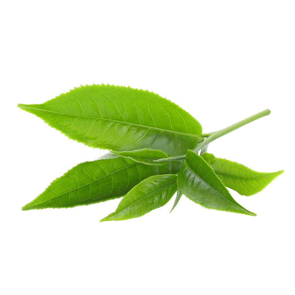 Uji Green Tea