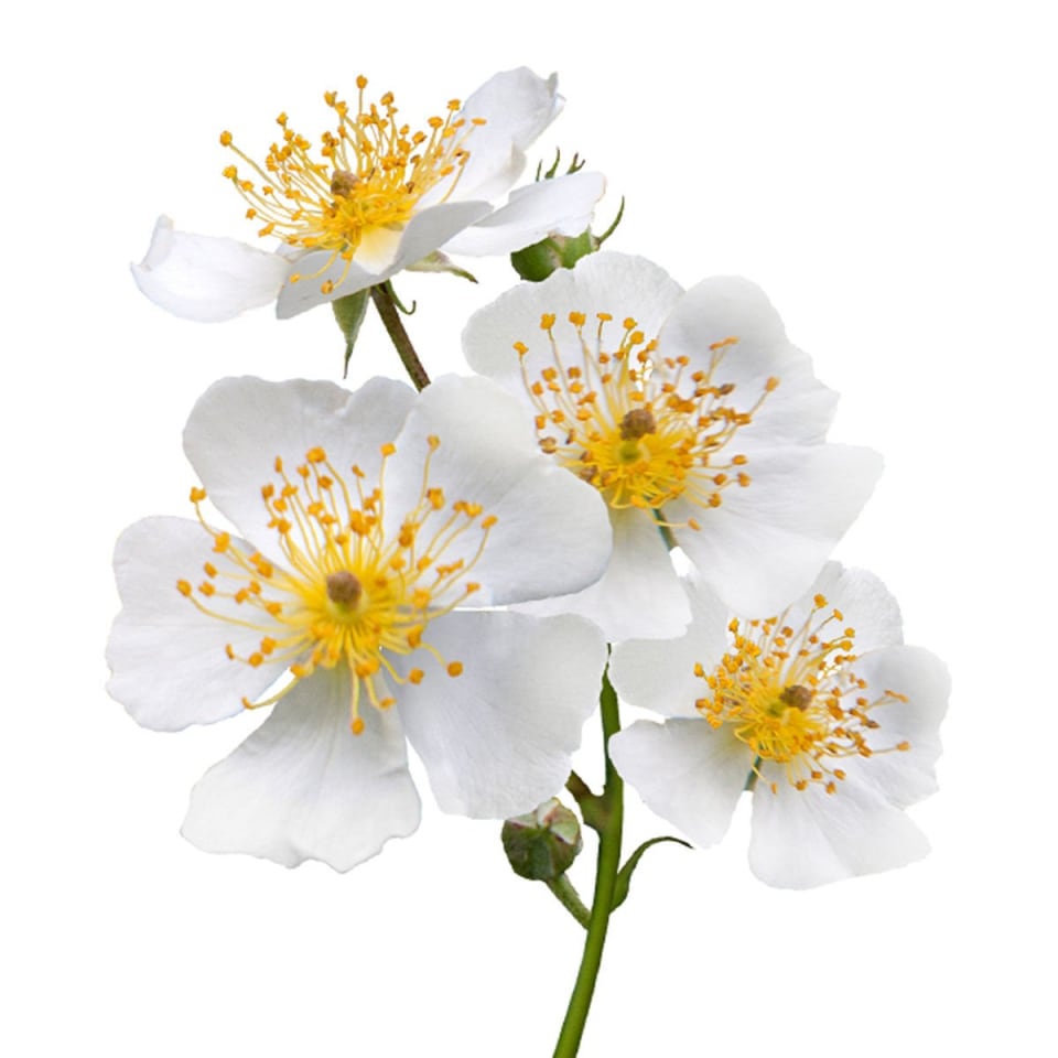 Wild Rose + Heartleaf