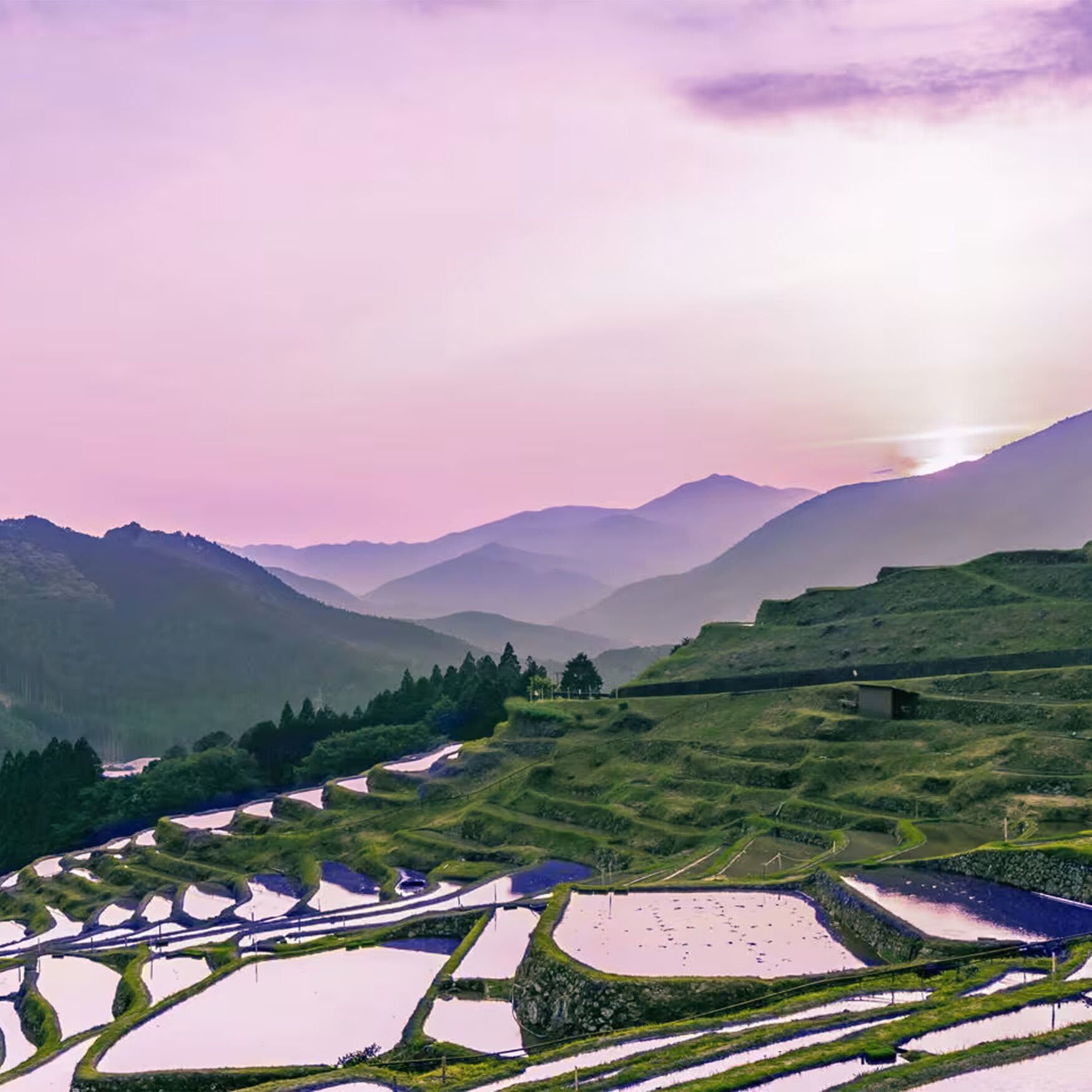 Rice fields