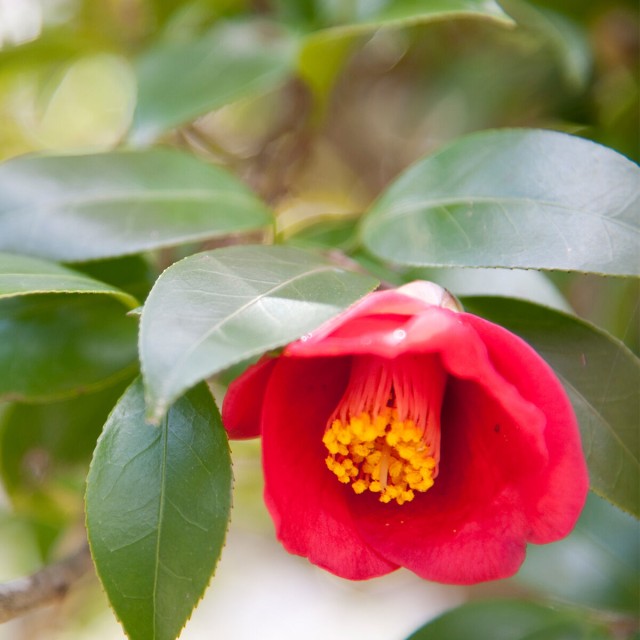The Camellia Cleansing Oil