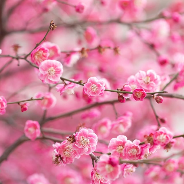 The Kissu Lip Tint SPF 25 - Plum Blossom