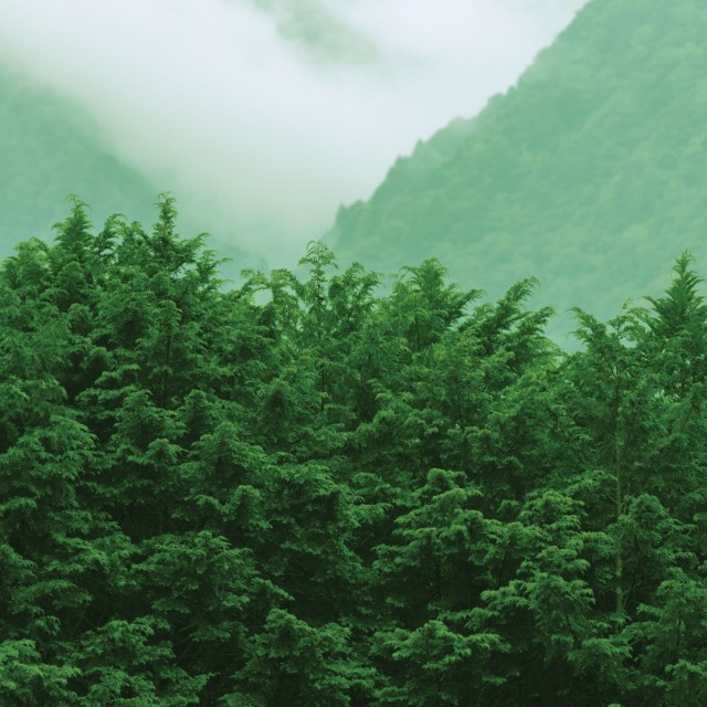 Hinoki Forest in Japan